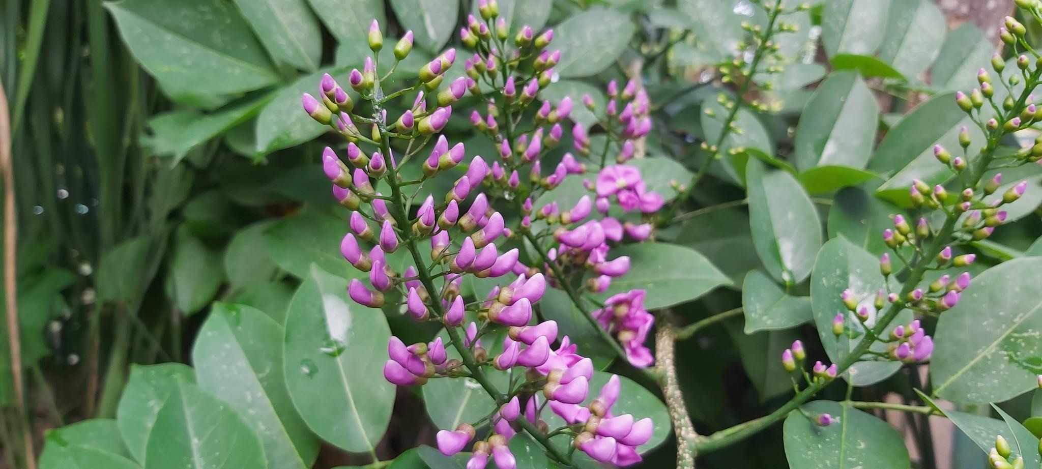 Lonchocarpus longistylus 'Pittier'